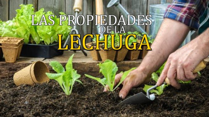 Las propiedades de la lechuga - Encabezamiento Blog