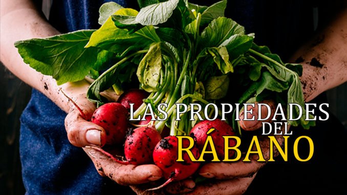 Las propiedades del rábano - Encabezamiento Blog