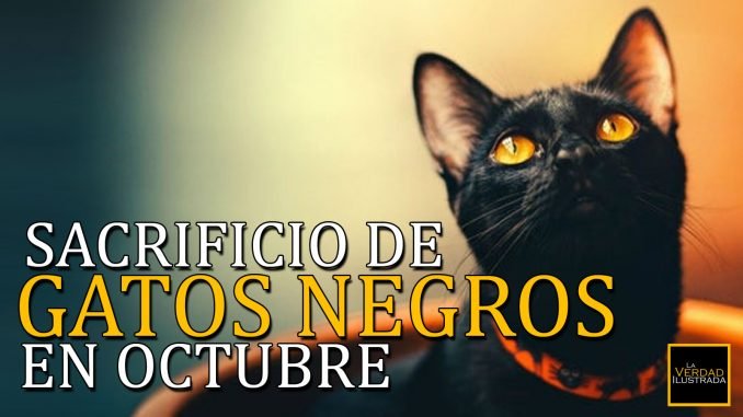 Patrón blog